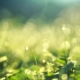 zielona trawa po deszczu