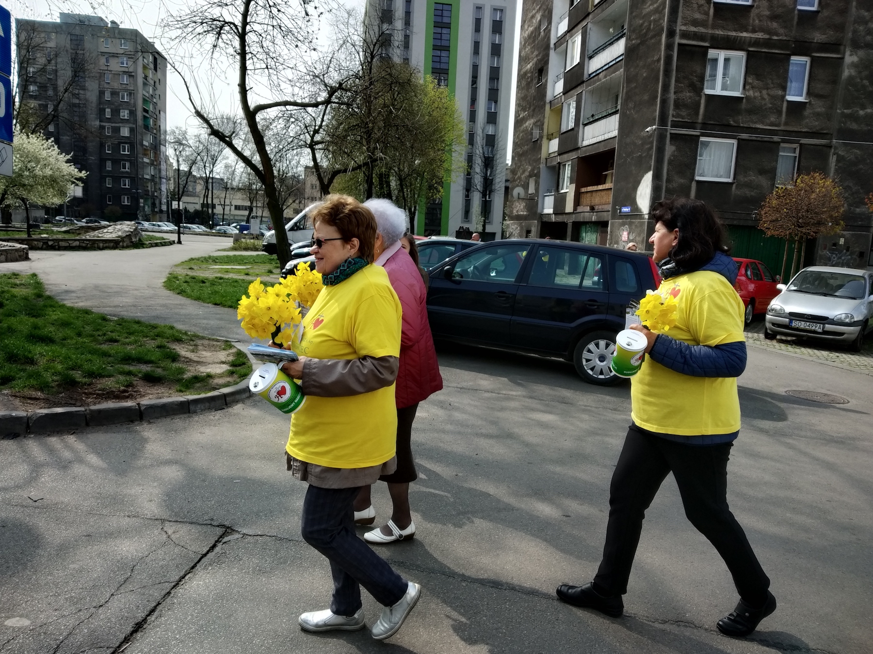 wolontariusze rozprowadzają żonkile na ulicach Sosnowca